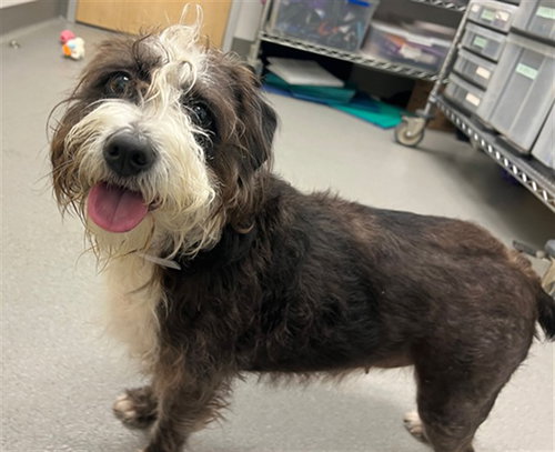 MIMI, an adoptable Poodle in Redwood City, CA