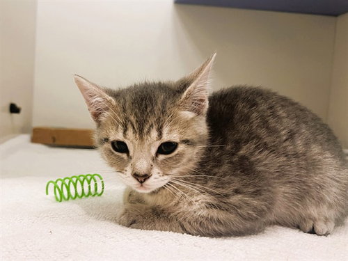 MARMITE, an adoptable Domestic Short Hair in Redwood City, CA
