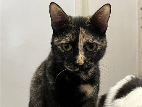 HAZEL, an adoptable Domestic Short Hair in Redwood City, CA