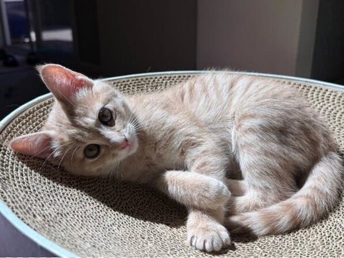 BUFFY, an adoptable Domestic Short Hair in Redwood City, CA