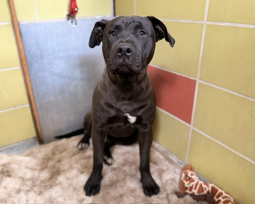CHAPO, an adoptable Pit Bull Terrier in Redwood City, CA