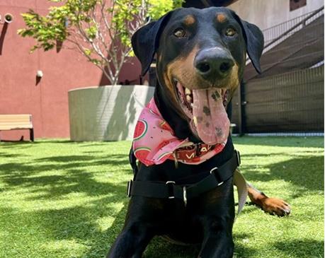 GABE, an adoptable Doberman Pinscher in Redwood City, CA