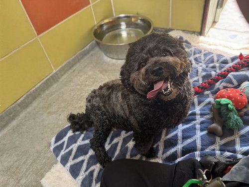 MONA, an adoptable Shih Tzu in Redwood City, CA
