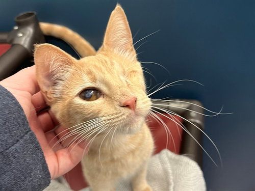 MEADOW, Young Domestic Short Hair (medium coat), cat for adoption in San Rafael, California