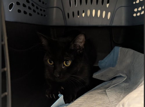 ISLA, Young Domestic Short Hair (medium coat), cat for adoption in San Rafael, California