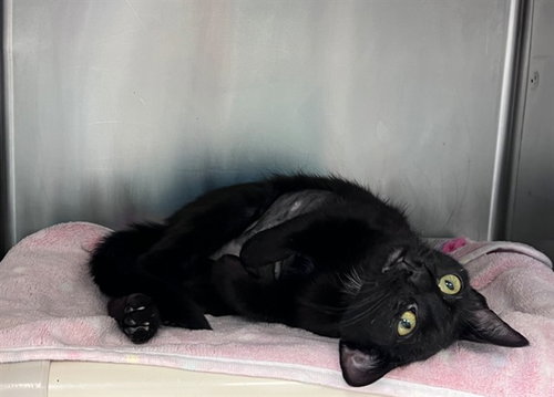 ISLA, Young Domestic Short Hair (medium coat), cat for adoption in San Bruno, California