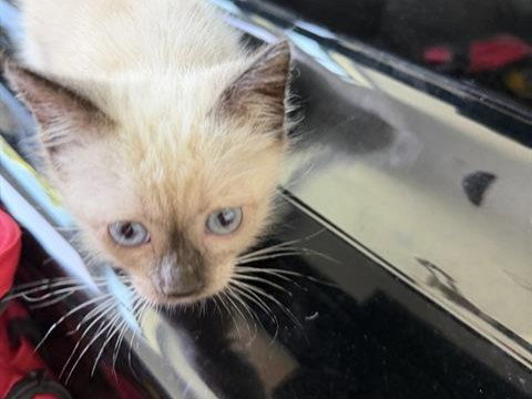 QUINCE, Baby Domestic Short Hair (medium coat), cat for adoption in Union City, California