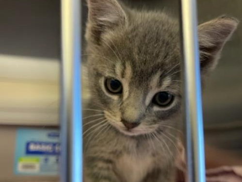 OLLIE, Baby Domestic Short Hair (medium coat), cat for adoption in Union City, California