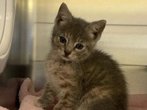 KUKLA, Baby Domestic Short Hair (medium coat), cat for adoption in Union City, California