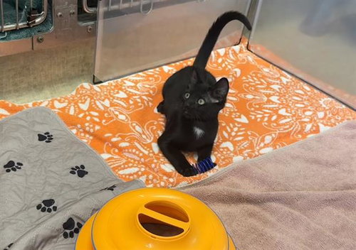 SESAME, an adoptable Domestic Short Hair in Redwood City, CA