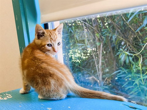 SHELDON, Baby Domestic Short Hair (medium coat), cat for adoption in San Bruno, California