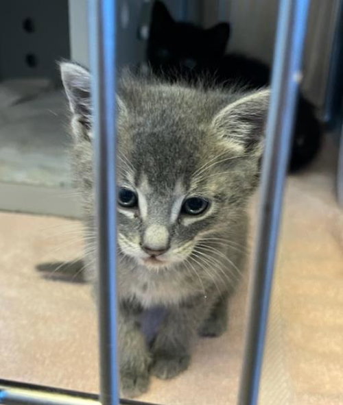 PEBBLE, Baby Domestic Short Hair (medium coat), cat for adoption in Concord, California