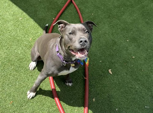 PENNY, an adoptable Pit Bull Terrier in Redwood City, CA