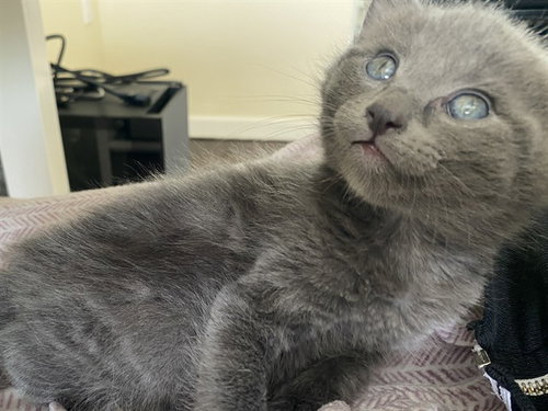 CHONKITO