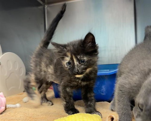 SPRITE, Baby Domestic Short Hair (medium coat), cat for adoption in Cupertino, California