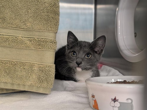 BRIAR ROSE, Baby Domestic Short Hair (medium coat), cat for adoption in Cupertino, California