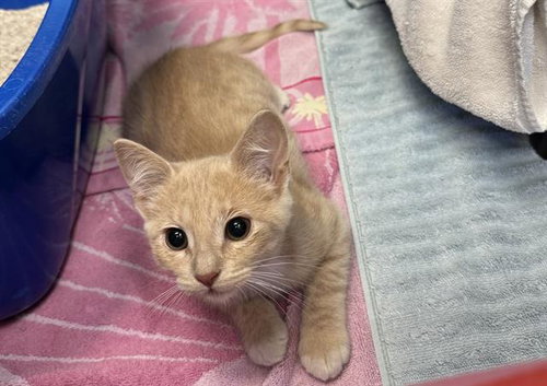 KRISPY, Baby Domestic Short Hair (medium coat), cat for adoption in Campbell, California