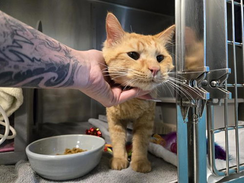 BUZZ ALDRIN, Adult Domestic Short Hair (medium coat), cat for adoption in Union City, California