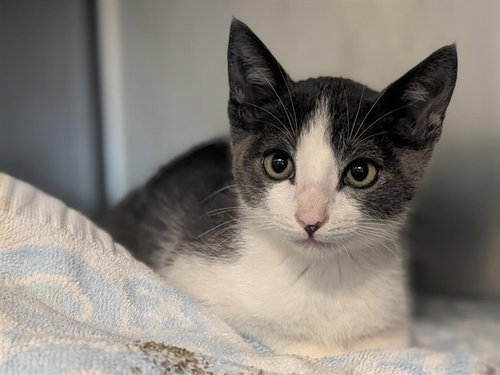 FELIX, an adoptable Domestic Short Hair in Redwood City, CA