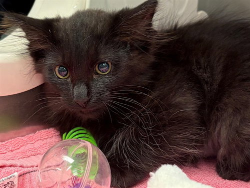 MIKU, an adoptable Domestic Short Hair in Redwood City, CA