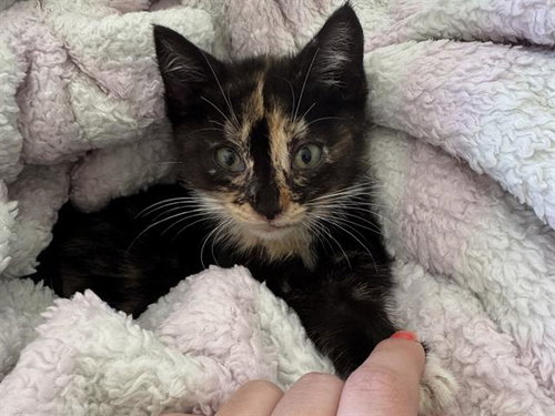 MAISIE, an adoptable Domestic Short Hair in Redwood City, CA