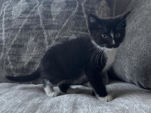 PETER, an adoptable Domestic Short Hair in Redwood City, CA