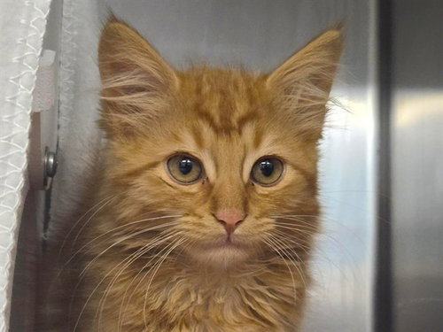 MEOWIARTI, an adoptable Domestic Long Hair in Redwood City, CA