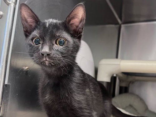 ZUKO, an adoptable Domestic Short Hair in Redwood City, CA