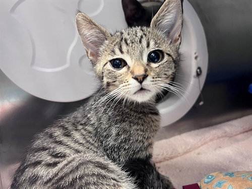 AANG, an adoptable Domestic Short Hair in Redwood City, CA