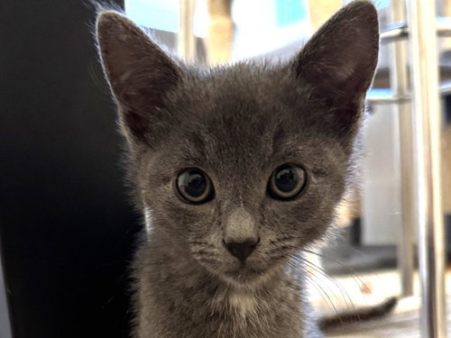 DUSTY, an adoptable Domestic Short Hair in Redwood City, CA