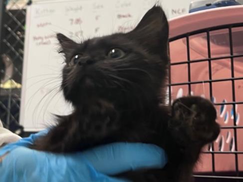 AVA, an adoptable Domestic Short Hair in Redwood City, CA