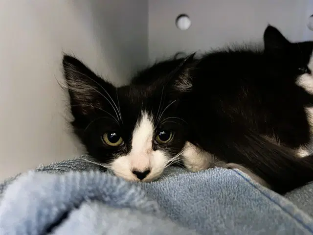 Barbara - Domestic Short Hair