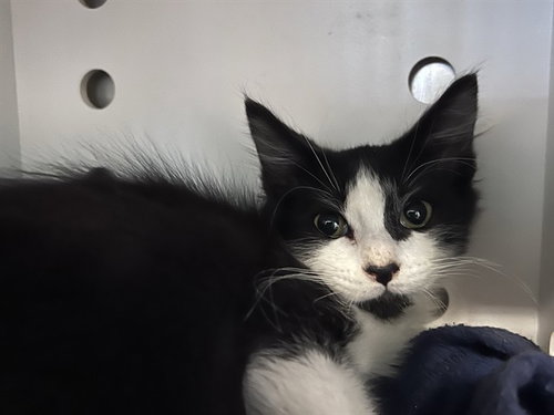 JACOB, an adoptable Domestic Short Hair in Redwood City, CA