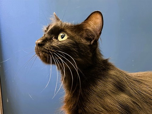MELISSA, an adoptable Domestic Short Hair in Redwood City, CA