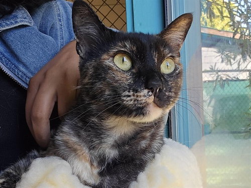 FIONA, an adoptable Domestic Short Hair in Redwood City, CA