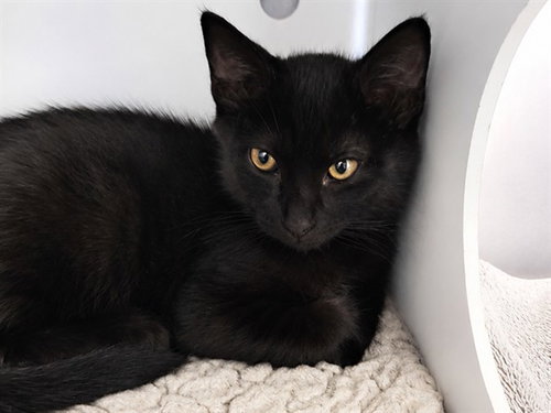 SIRIUS, an adoptable Domestic Short Hair in Redwood City, CA