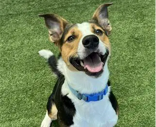 Harris - Hound