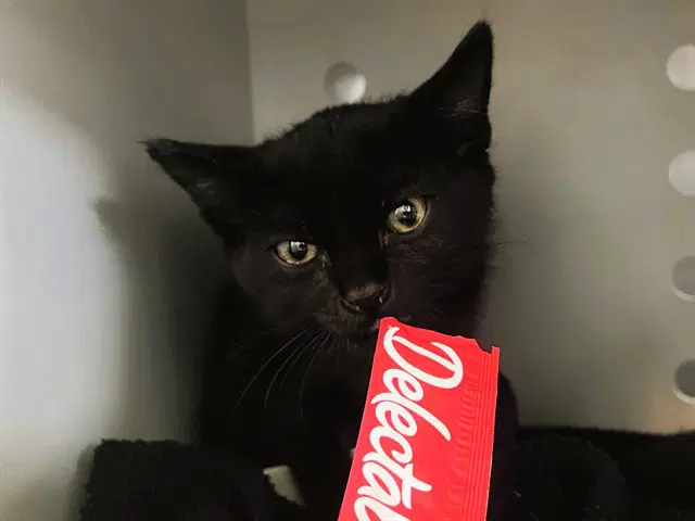 Salem - Domestic Short Hair