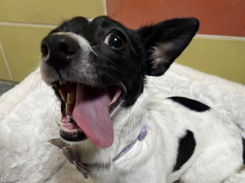 OREO