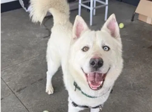 Cody - Siberian Husky