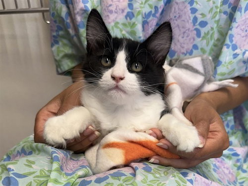 picture of the cat needing adoption