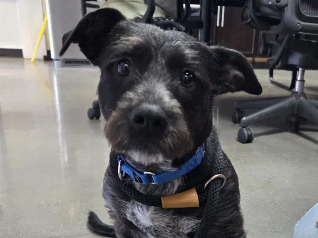 Cooper - Scottish Terrier Scottie