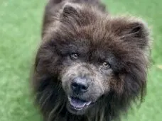 Coco - Chow Chow