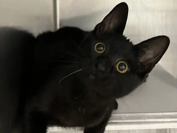 Muffin - Domestic Short Hair