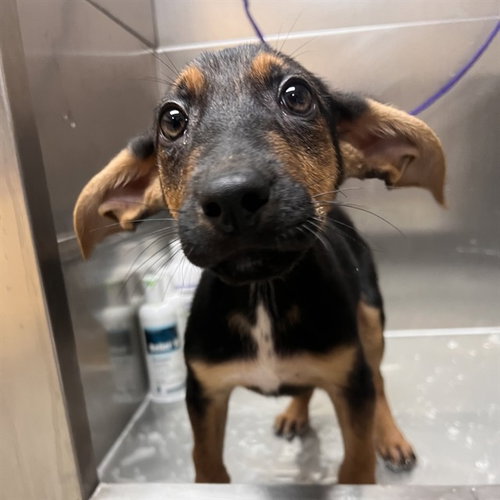 picture of the dog needing adoption