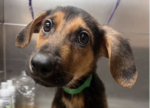 picture of the dog needing adoption