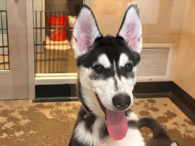 Nani - Siberian Husky