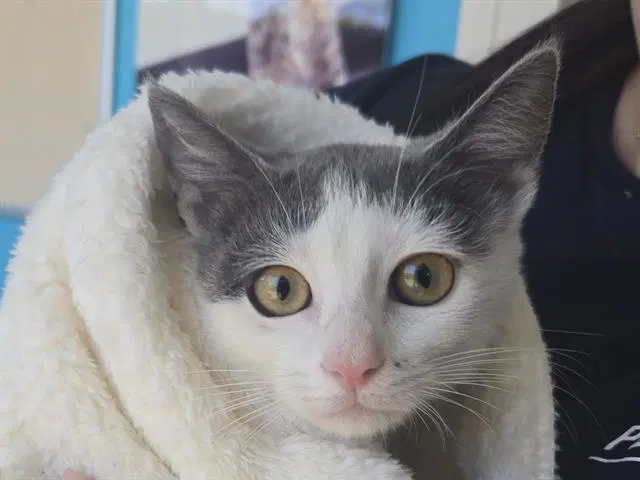 Elote - Domestic Short Hair