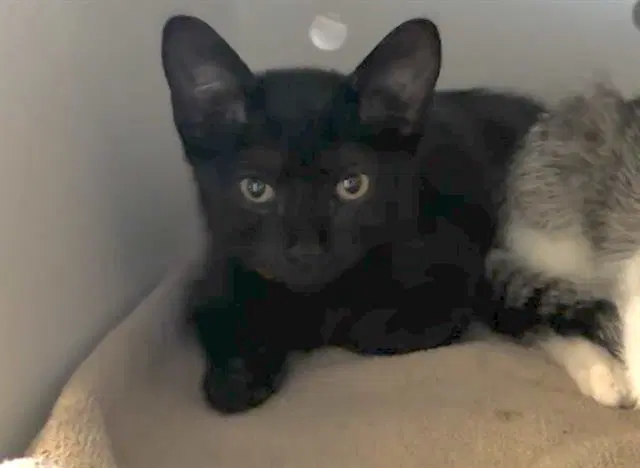 Cherry - Domestic Short Hair