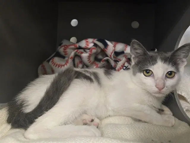 Rebecca - Domestic Short Hair